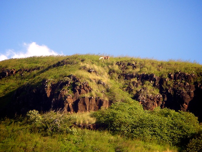 tahuata horse